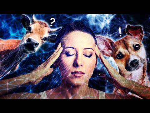 La télépathie avec les animaux... Feat @Tchinis