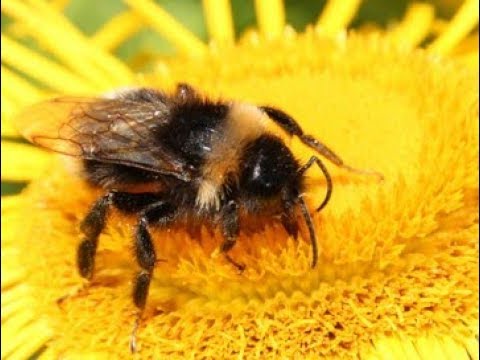 , title : 'ZÁZRAK ve včelím úlu'