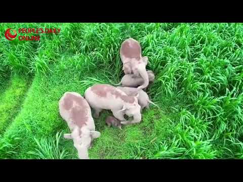 Precious scene of baby elephant suckling milk from mother captured on film in SW China's Yunnan