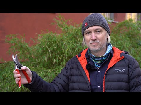 Der richtige Rosenschnitt