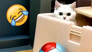 The Best Funny Pet and Animal Videos of 2024 #funny #animals #pets