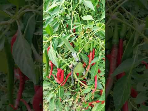 , title : '🌶️ Growing Cayenne pepper plant - fruits getting ripe #shorts #nature #gardening'
