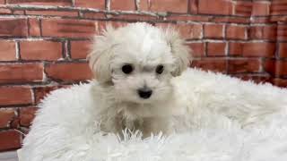 ハーフ犬の動画01