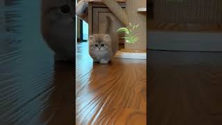 Download lagu kucing kaki pendek imut gemoy#kucing #short mp3