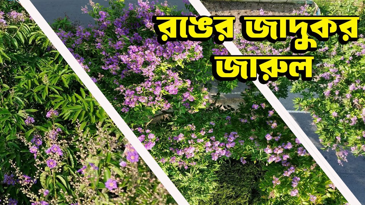 গ্রীষ্মের প্রকৃতিকে রঙিন করেছে রঙের জাদুকর জারুল