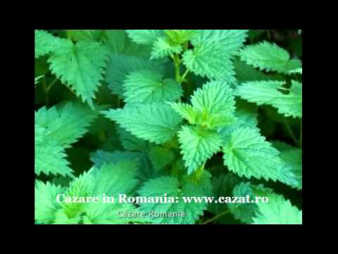 Cazare Profa, Olt - Cazat.ro