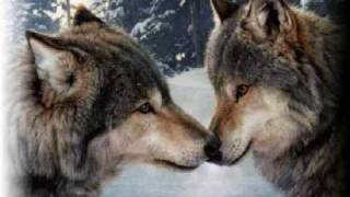 the feelies-original love