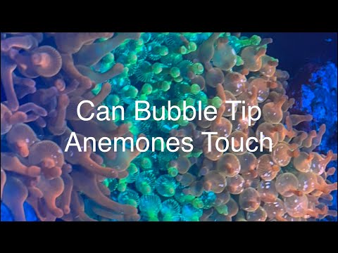 Can Bubble Tip Anemone Touch - Keeping Multiple RBTA Saltwater Coral Reef Aquarium