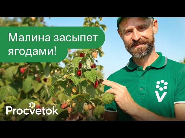 1 ЛОЖКА ПОД МАЛИНУ И ОНА ЗАВАЛИТ УРОЖАЕМ! Вот чем подкормить и обработать ремонтантную малину в июле