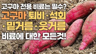 고구마 재배 할 때 거름 비료 필요 없다? 비료 전문가에게 물어봤습니다