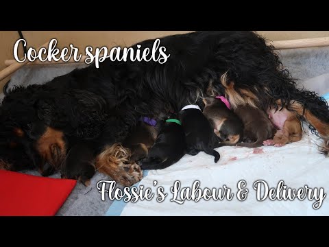 image-What is the average litter for a cocker spaniel?