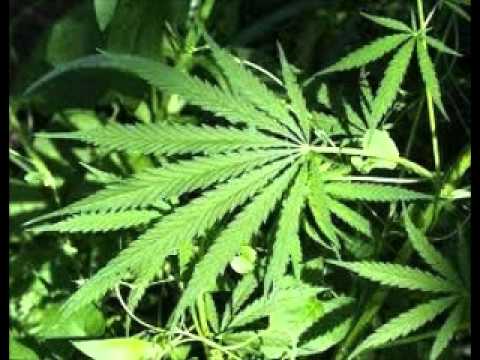 mc tonzinho z.o- mc neguinho da vp e mc gah boladao z.n a.r.1- robando a cena 2012