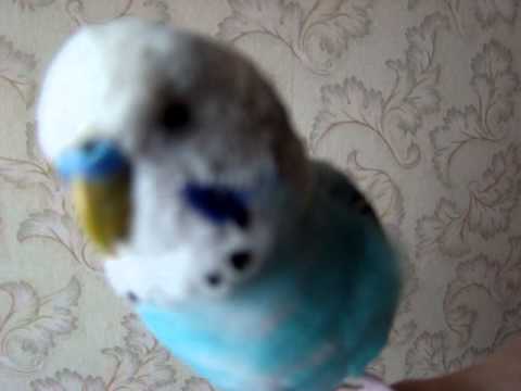 Banguotoji papūga šneka lietuviškomis frazėmis ir atlieka pora komandų:)