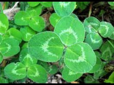 Giorgio Caproni, 'Per quanto tu ragioni', lettura poesia