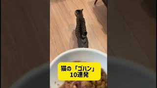 井口エリ・猫の「ゴハン」10連発