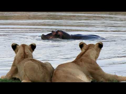 13 lions watch angry hippo show.