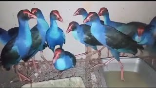 Download lagu Apakah Burung Mandar Biru Tangkapan Alam liar Bisa di Teranak atai di jinakan..!! perlung mp3