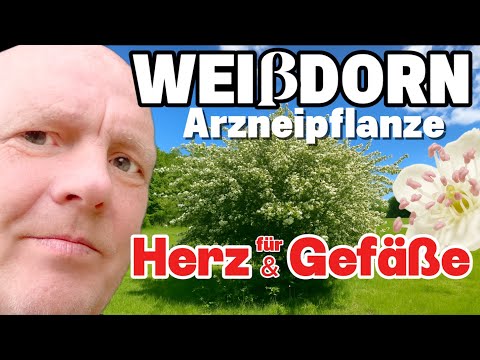 Hawthorn – Best medicinal plant for heart & blood vessels, sleep problems and sausage