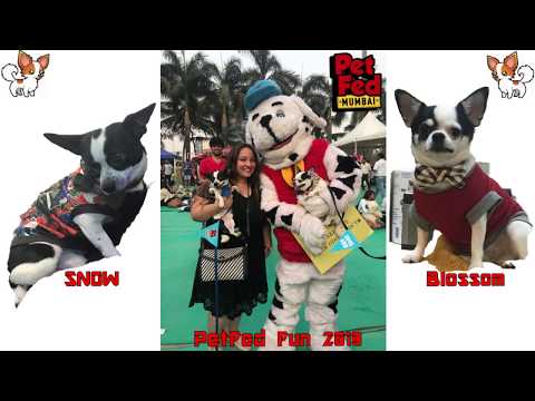 PetFed Fun BlossomSnow Dayout| dog playing! friendly dogs! funny video | dog funny video