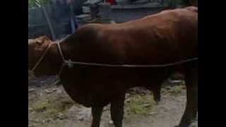 preview picture of video 'Bakrid 2013 Toro sud afrique fer moV'