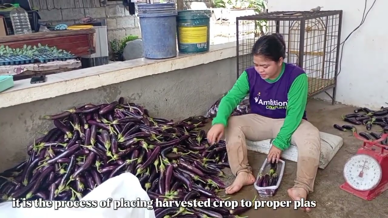 PACKING HOUSE OPERATIONS ( LABORATORY EXERCISE 4) CAS 2C 