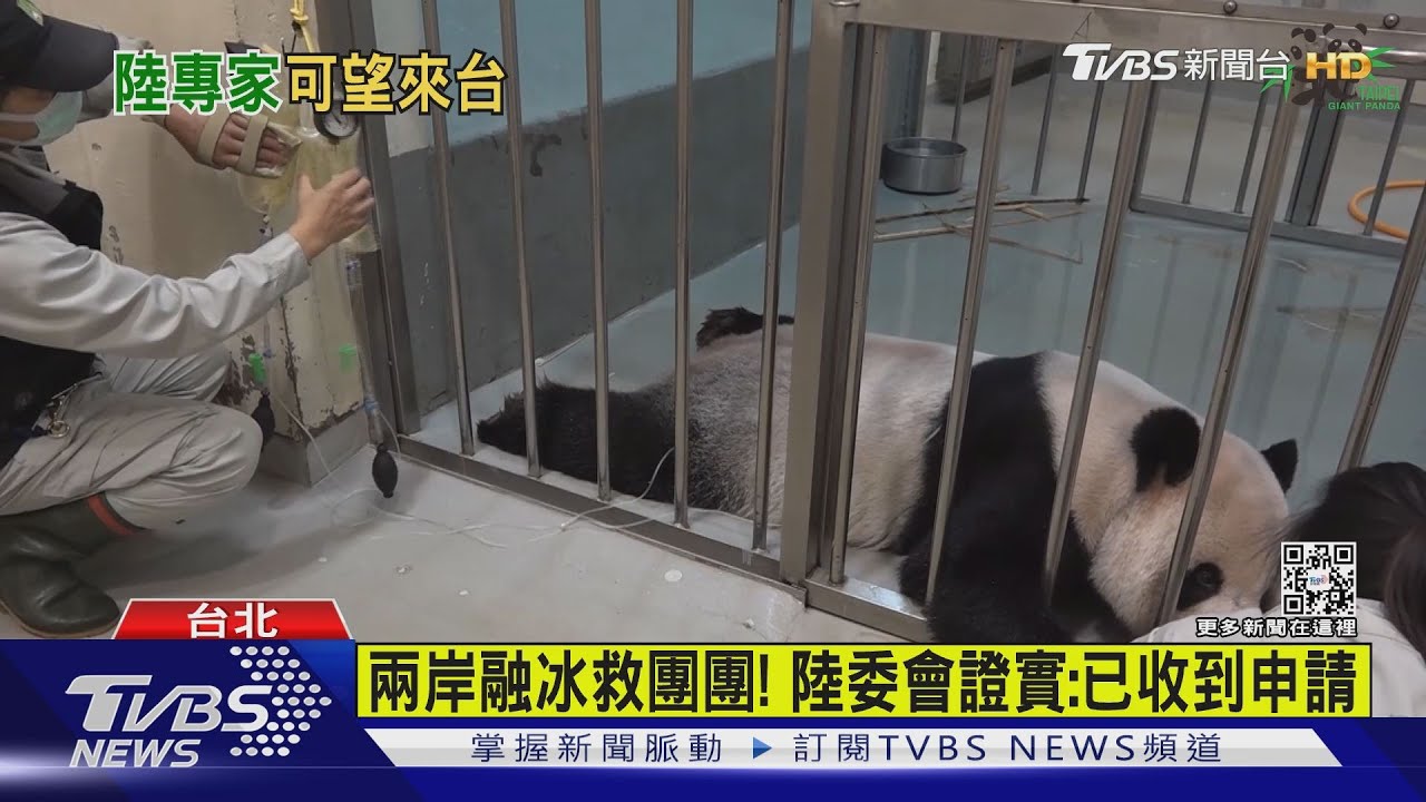 兩岸融冰救「團團」! 陸委會證實:已收到北市動物園申請