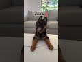 One Month Vs 1 Year German Shepherd Transformation Feed Dog Shots Dogbreed Germanshepred