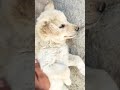little  puppy getting his first belly rub🐶. he is happy for that..