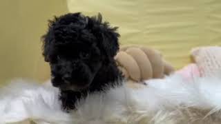 トイプードルの動画01