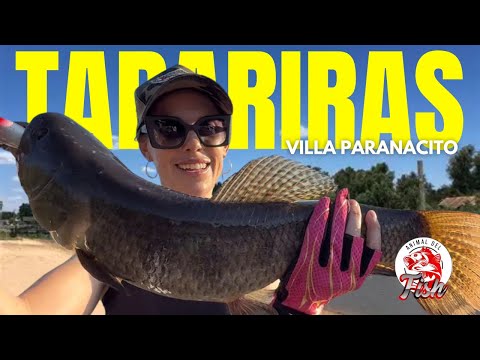 Villa Paranacito, Entre Ríos: Tarariras y Dorados