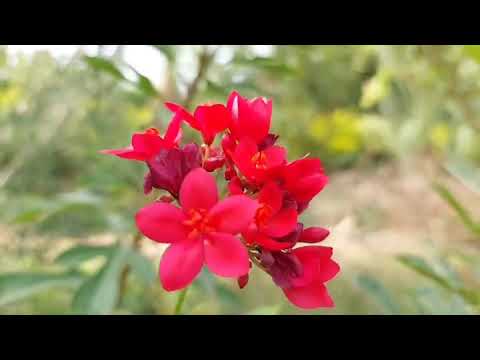 Best flawers red pink yello etc. #nature #flower #gerden #fawaz qadir