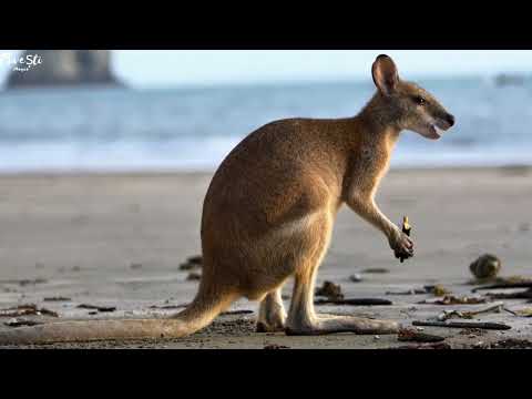 Cele 7 Continente! #Asia 🌏 #Africa🦁#AmericaNord 🦅 #AmericaSud 🦜 #Europa🏰 #Australia 🐨 #Antarctica 🐧