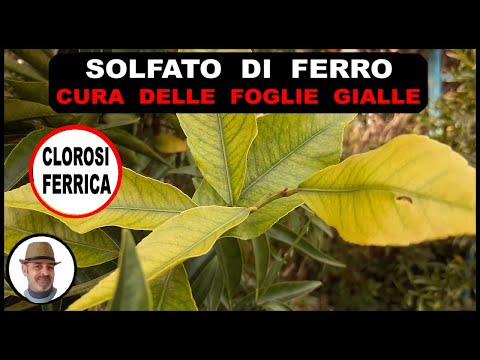, title : 'SOLFATO DI FERRO per la cura delle piante con foglie gialle'