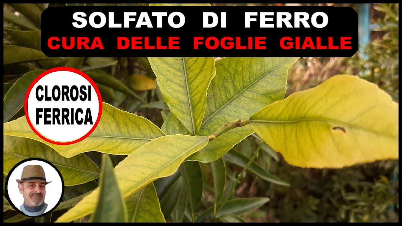 SOLFATO DI FERRO per la cura delle piante con foglie gialle