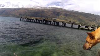 preview picture of video 'scooby jumping into lake wakatipu, Kingston'