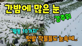 제주에도 간밤에 많은 눈이 내렸습니다 월동텃밭작물들은 안녕하신가요 #텃밭농사