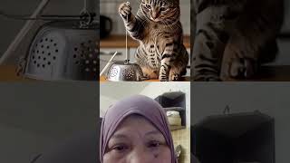 Download lagu mujaer làgi ngumpanin tikis #funny #cat #reactionseadanya mp3 Download lagu mujaer làgi ngumpanin tikis #funny #cat #reactionseadanya mp3