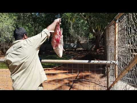 CRANKY loves his barramundi