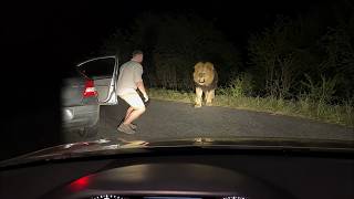 Animais Selvagens Invadindo A Cidade  Momentos Capturados Em Vídeo