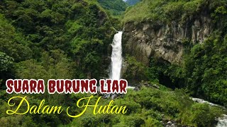 Download lagu TERAPI SUARA BURUNG Liar Dalam Hutan & Air Terjun Pegunungan mp3