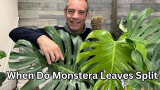 When Do Monstera Leaves Split (Won't Split. Try This)