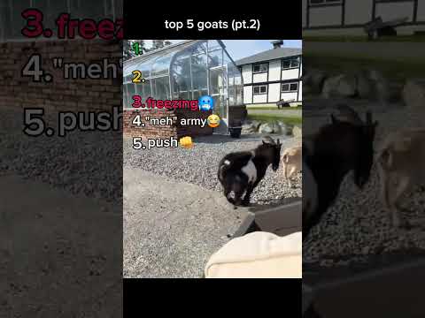 top 5 funny goats(pt.2) #funnyvideo #goat #top5