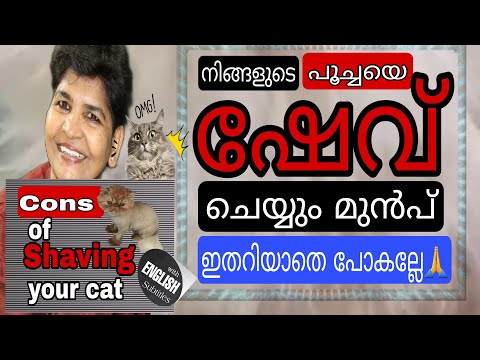 Know The Cons Of Shaving Your Cat | Cat Grooming Guide ‎@NANDAS pets&us  | Vanaja Subash