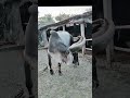 Chand Bail Bull Ki Qurbani Top Cow Breeds For Qurbani In Pakistan
