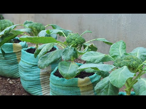 Let s grow bitter melon for your family this way it s very fruity and easy to make