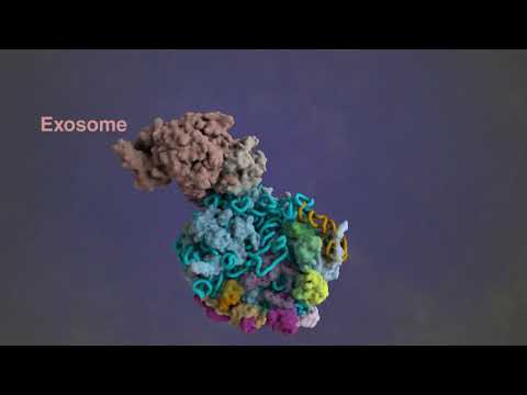 Eukaryotic ribosome biogenesis