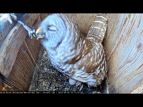 Fresh Frog For Lunch At The Barred Owl Nest | April 6, 2023