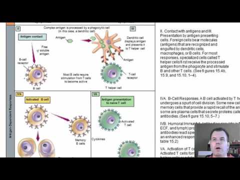 Chapter 15 - Acquired Immunity