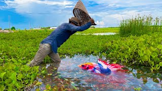 Download lagu Catching Betta Fish And Wild Betta Fish At The Countryside, Unbelievable Catching (Episode 9) mp3 Download lagu Catching Betta Fish And Wild Betta Fish At The Countryside, Unbelievable Catching (Episode 9) mp3