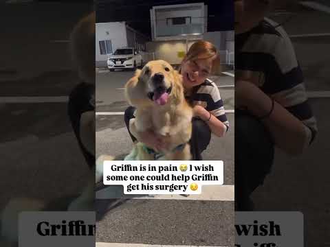 For any help consider donating link in bio to save a stray life in Los Angeles#usashorts#savelife